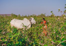 Nagarjuna Sagar farmers
