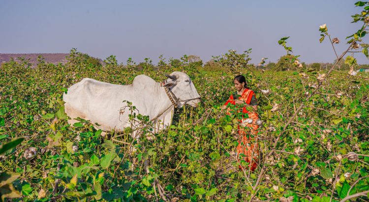Nagarjuna Sagar farmers