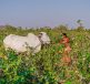Nagarjuna Sagar farmers